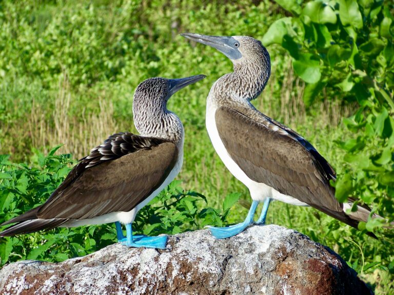 Blue Footed Boobies on the Galápagos Islands.