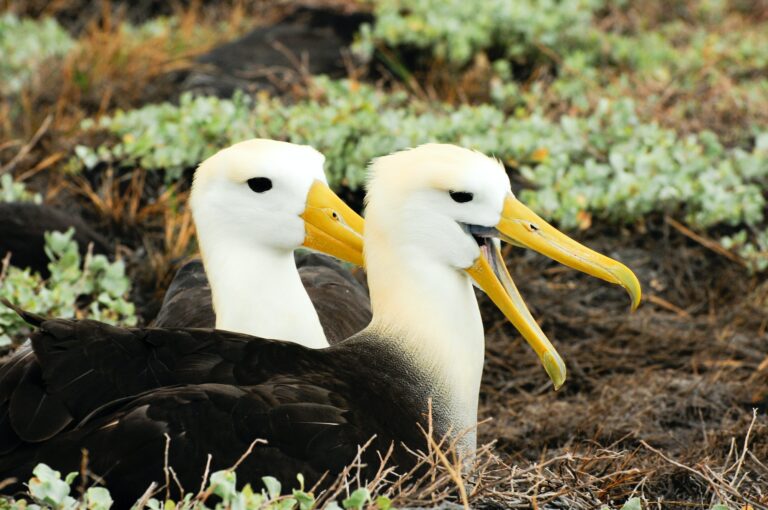 waved albatross in galapagos
